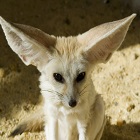 zorrillo Avatar