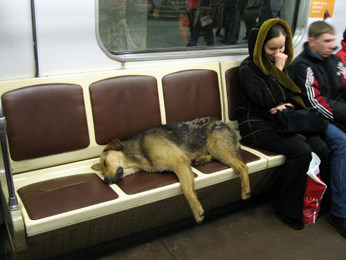Russian Subway Dogs, el juego de los perricos moscovitas vagabundos