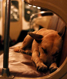 Russian Subway Dogs, el juego de los perricos moscovitas vagabundos