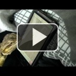 A este dragón barbudo no se le da nada mal el Ant Crusher