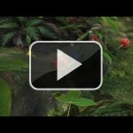 Nuevo tráiler de Pikmin 3