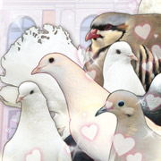 Análisis de Hatoful Boyfriend