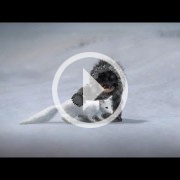 Tráiler de lanzamiento de Never Alone