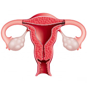 Uterus Man, lo grotesco y lo femenino