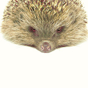 El último StoryBundle está dedicado a Boss Fight Books