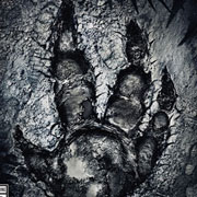 Turtle Rock Studios deja de trabajar oficialmente en Evolve