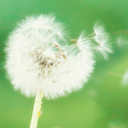 Regalos primaverales para los ganadores del sorteo de Patreon