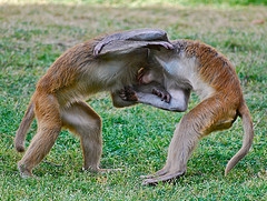 monkey-fight.jpg battlefield 3 podria no salir en steam