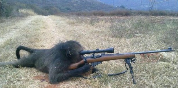 2011_09/Monkey_sniper 2011_09/Monkey_sniper