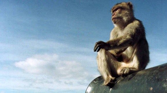 Donde hay Patreon no manda marinero