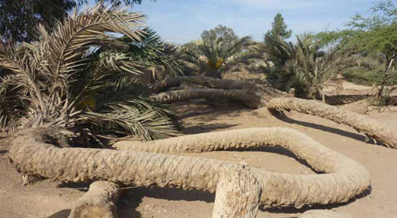 1000 Heads Among the Trees: brujería y misterio en el desierto peruano