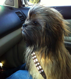 chewbacca-dog chewbacca-dog